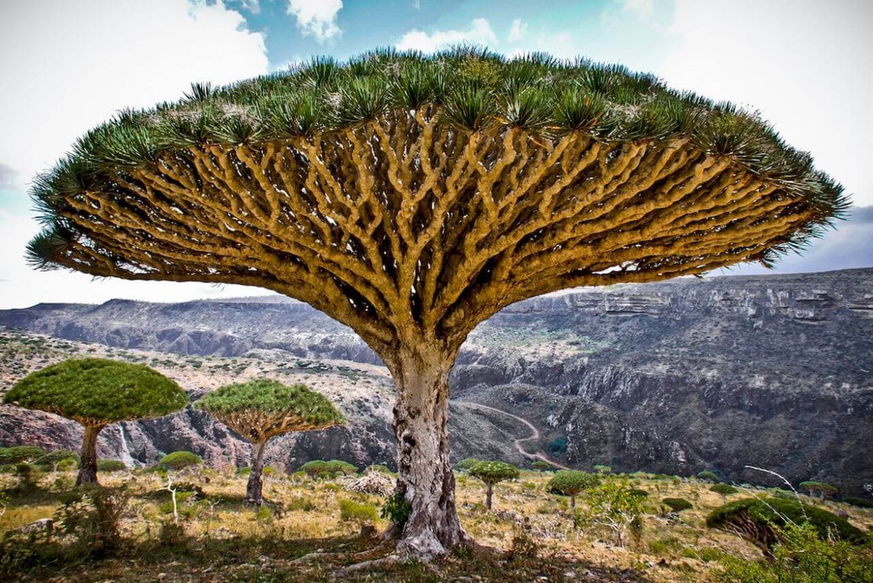 Растение гиднора Африканская