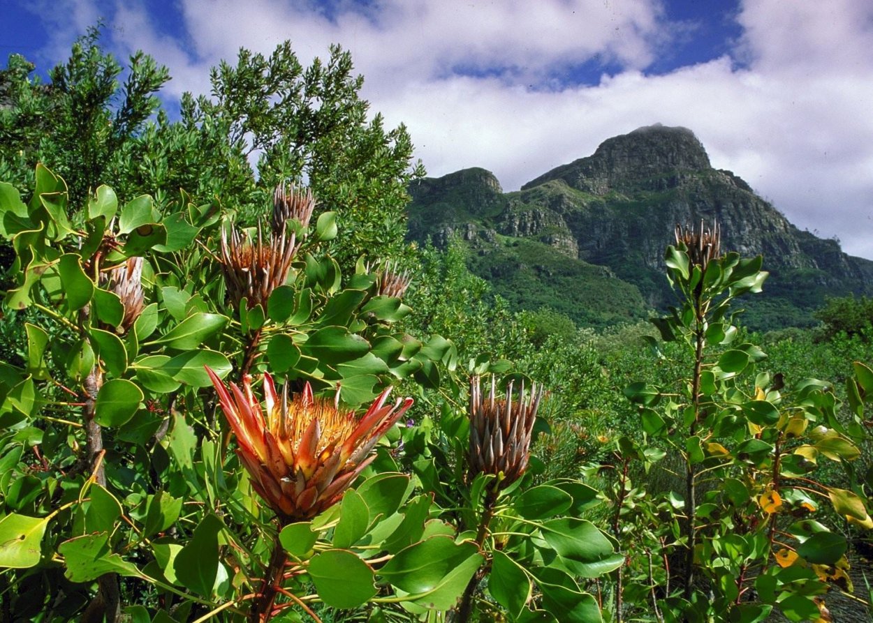 Африкан Фловер