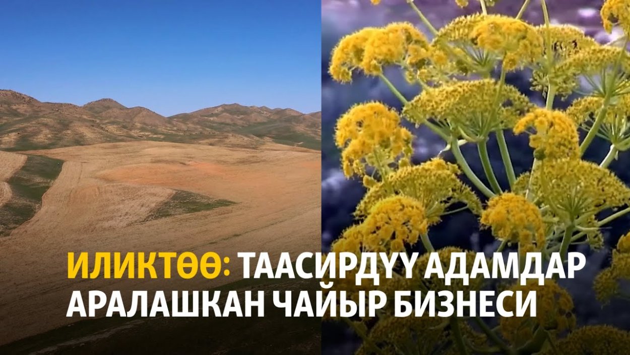 Мандрагора Гарри Поттер