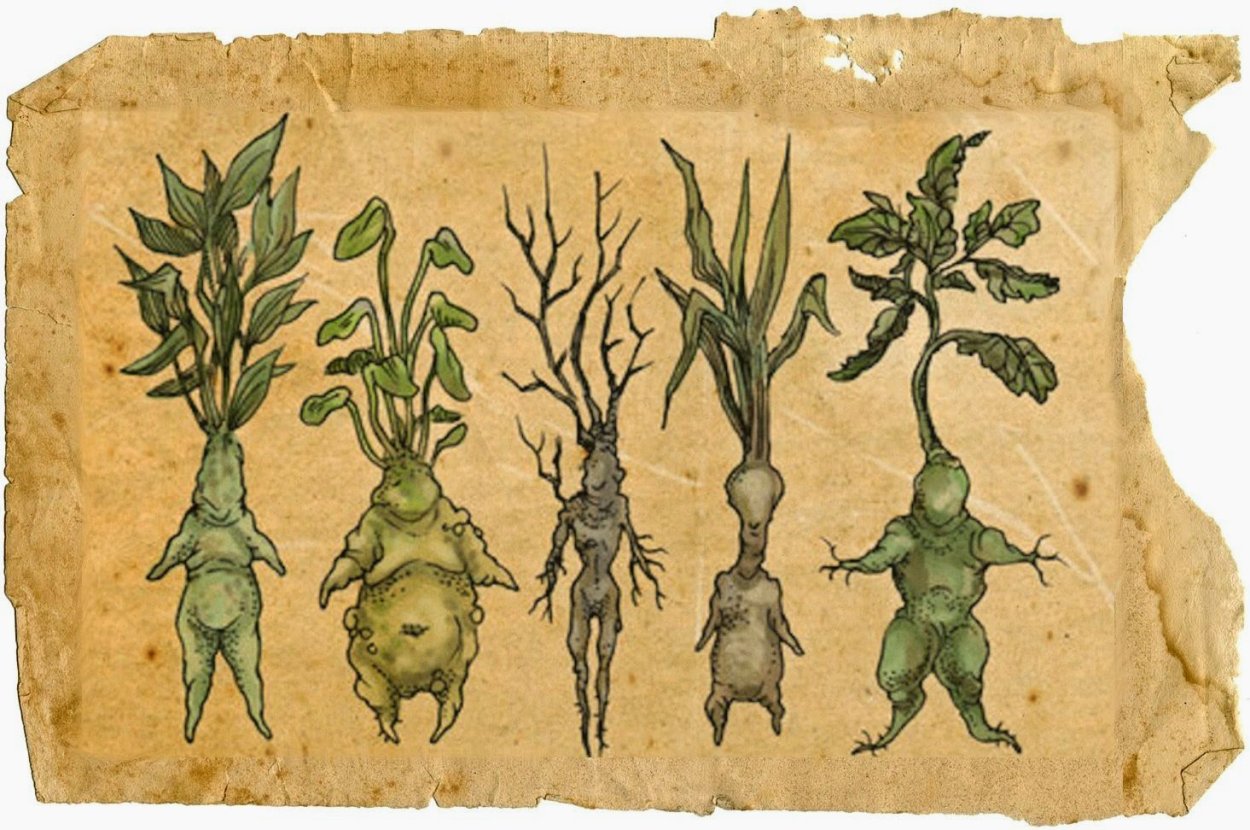 Растение татарник колючий