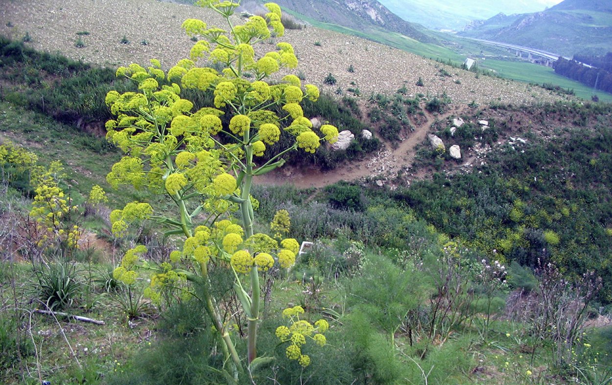 Каврак асафетида