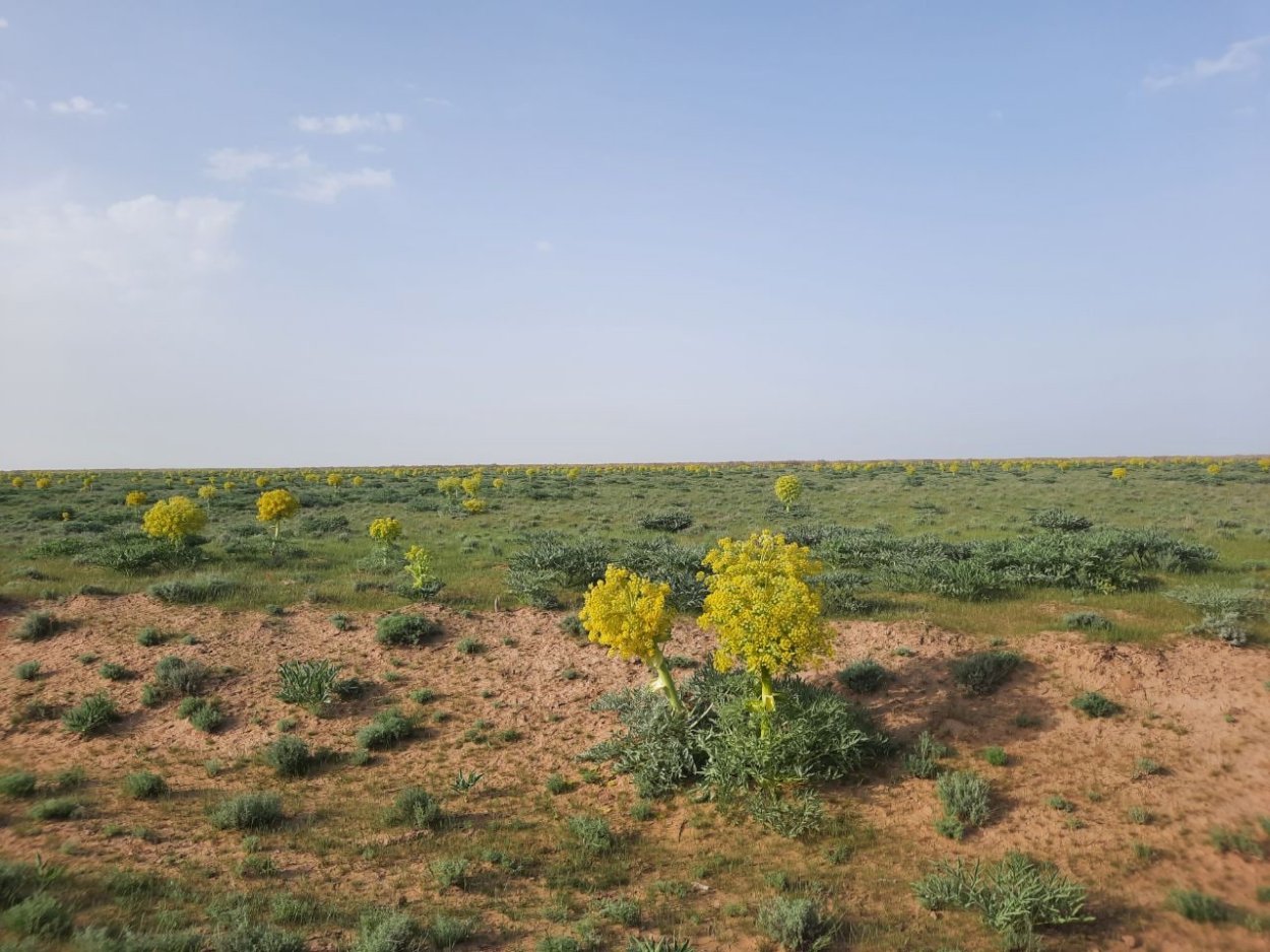 Ферула растение