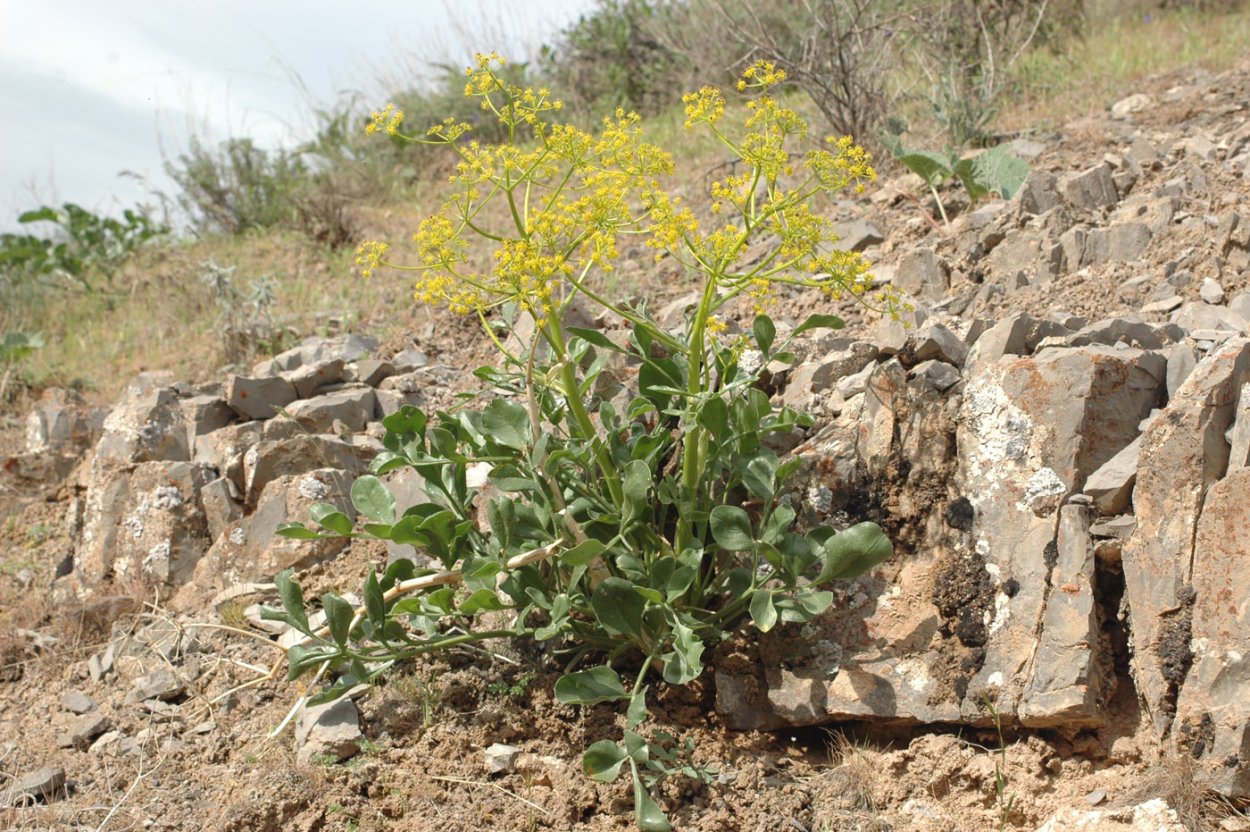 Ферула таджиков