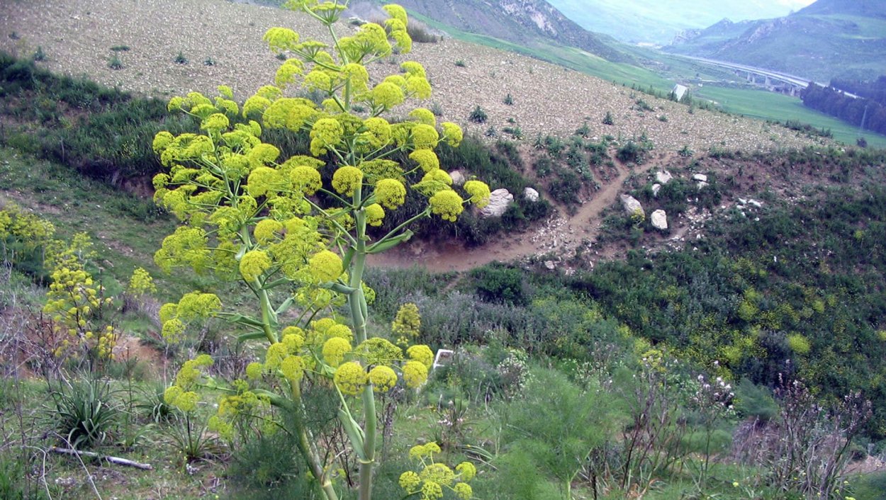 Ферула кухистанская семена