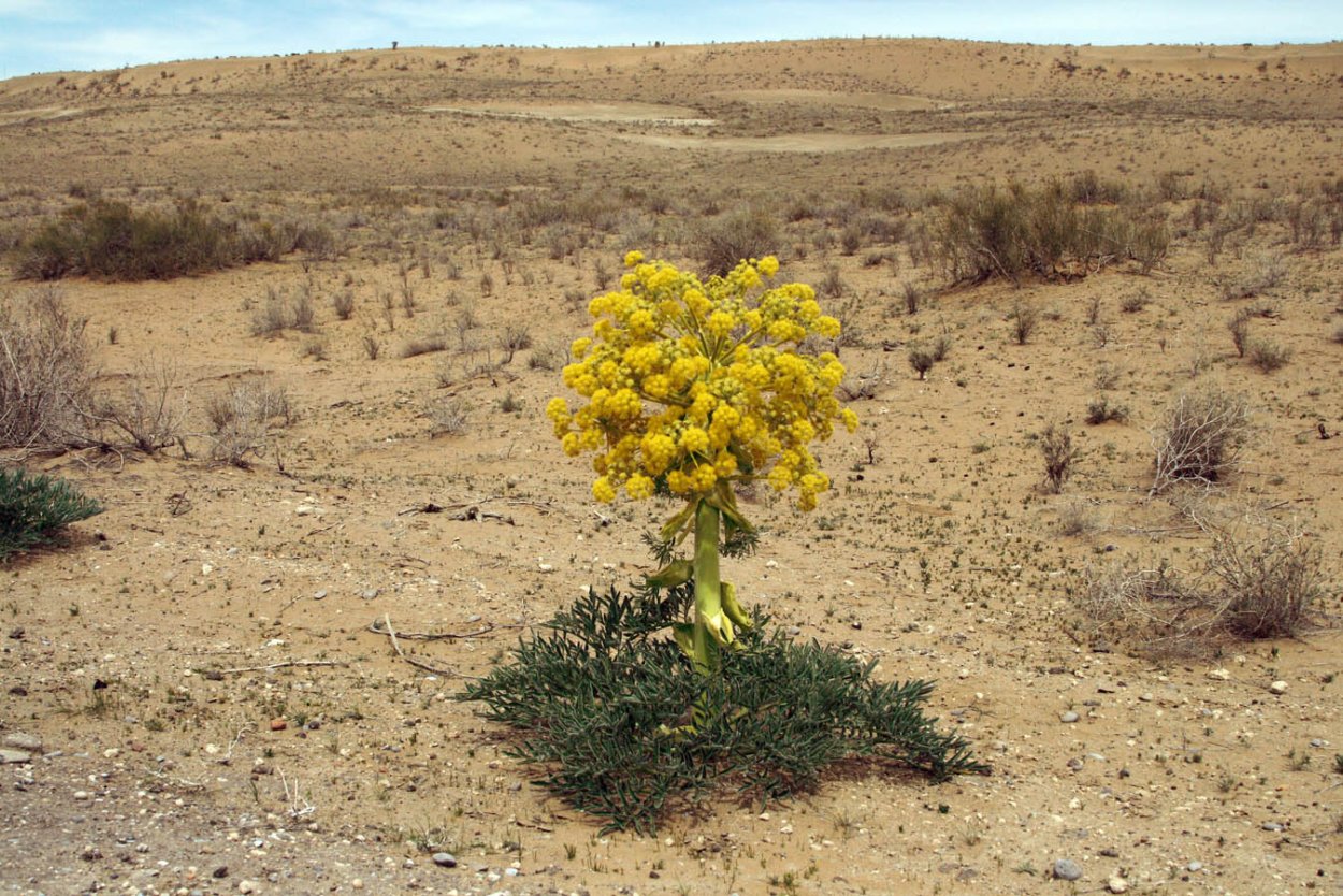Растения эфемеры пустыни