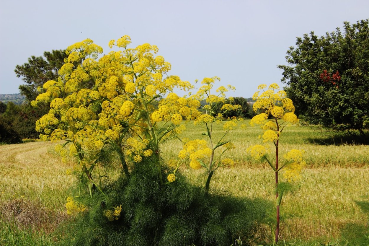 Омик ферула
