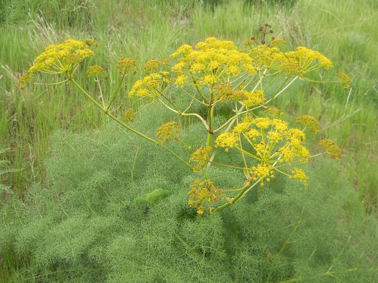 Смола ферулы