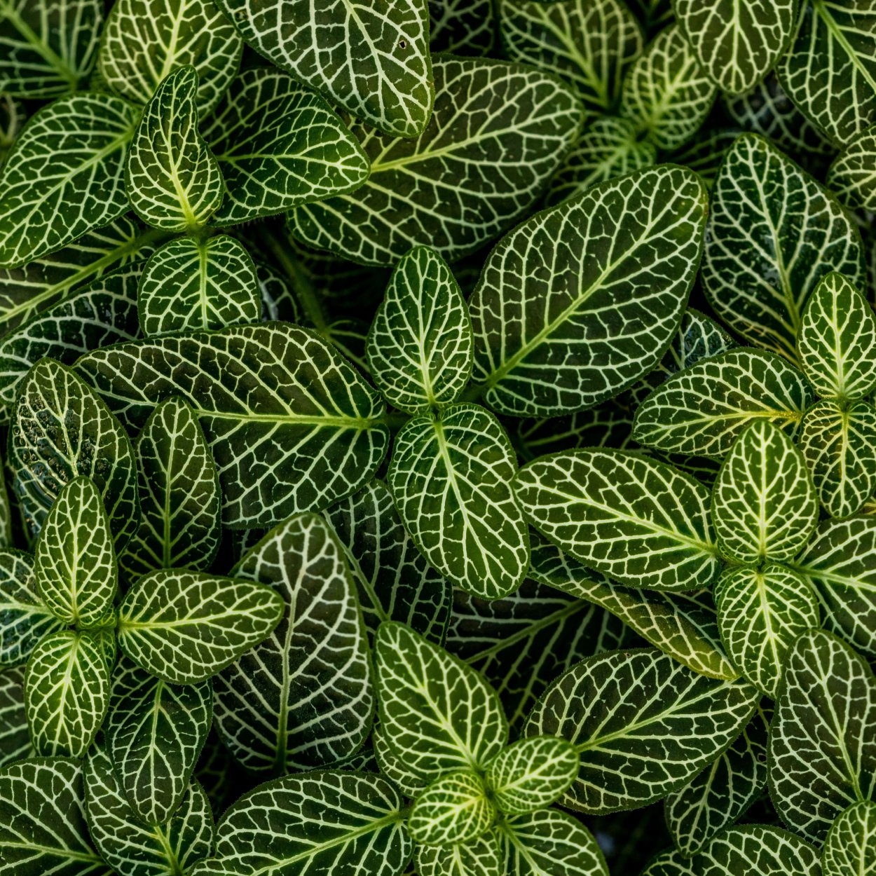 Маранта Амабилис минт