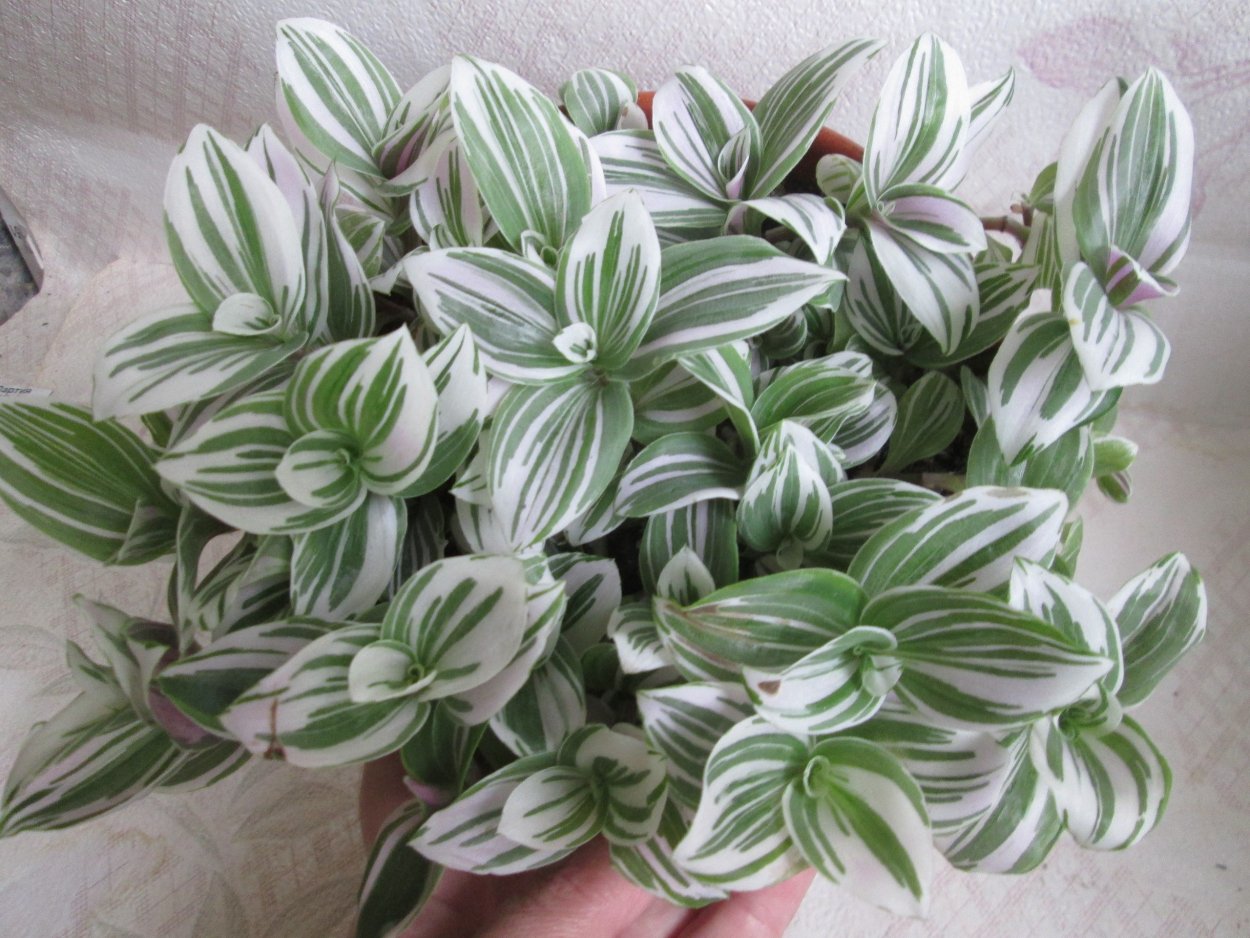 Ктенанта Амабилис