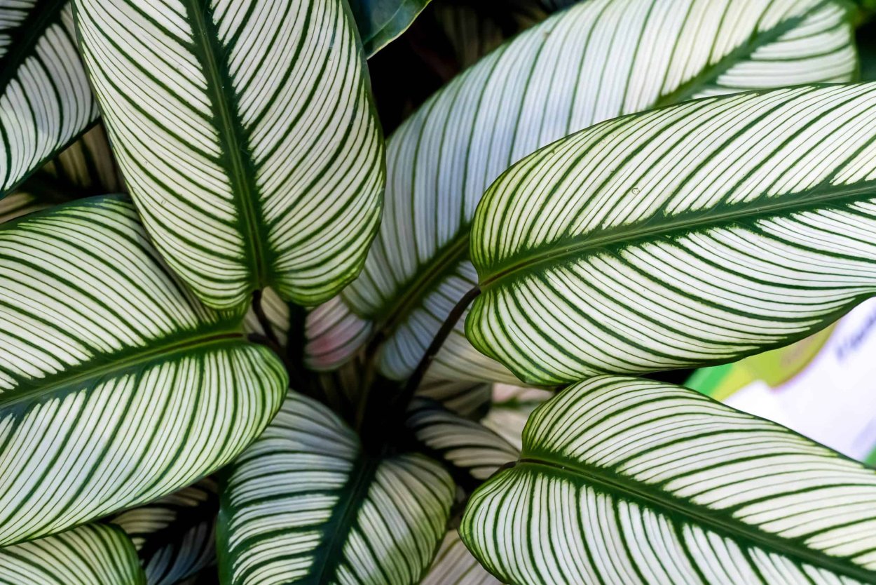 Calathea Ornata Guli photo