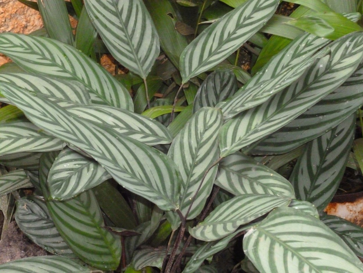 Кротон санхеция