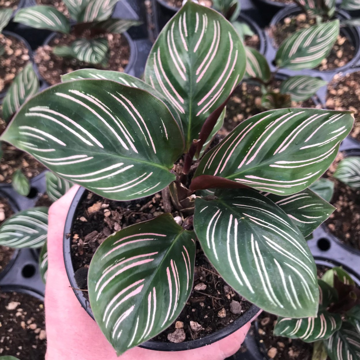 Калатея литце Calathea lietzei