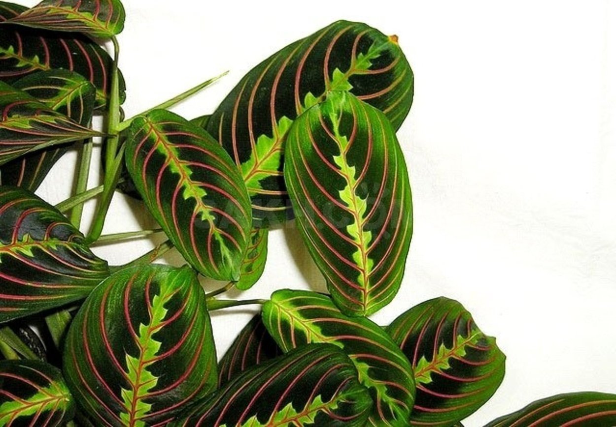 Калатея Макоя лист