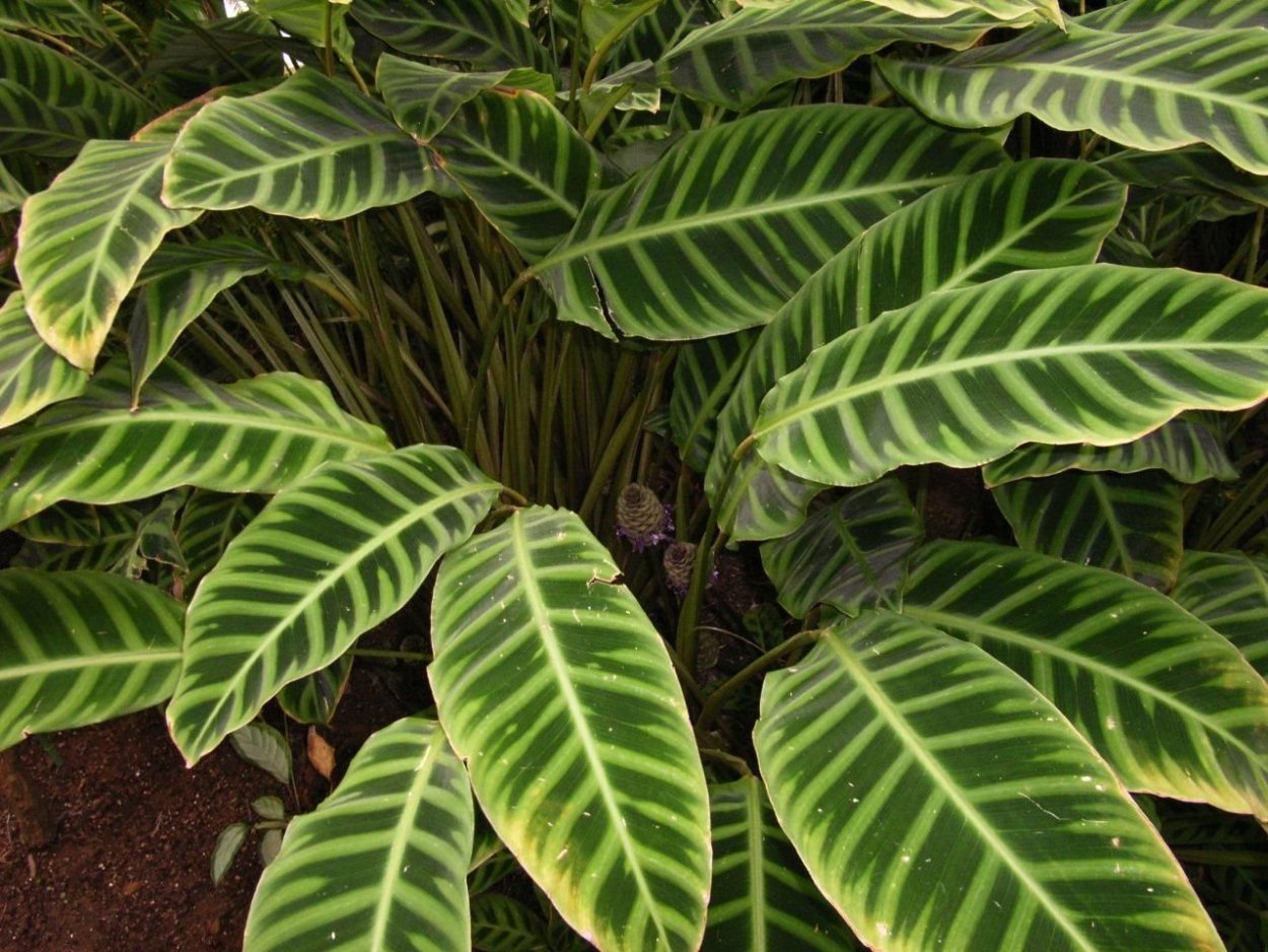 Калатея ктенанта Амабилис