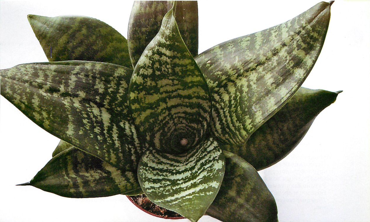 Калатея розеопикта