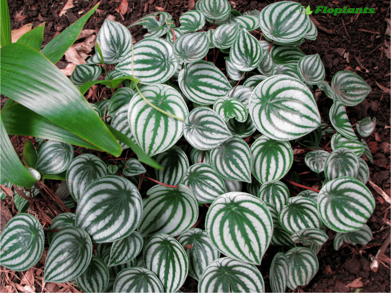 Маранта беложильчатая «Фасцинатор»