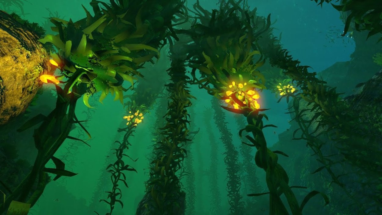 Фукоидан водоросли