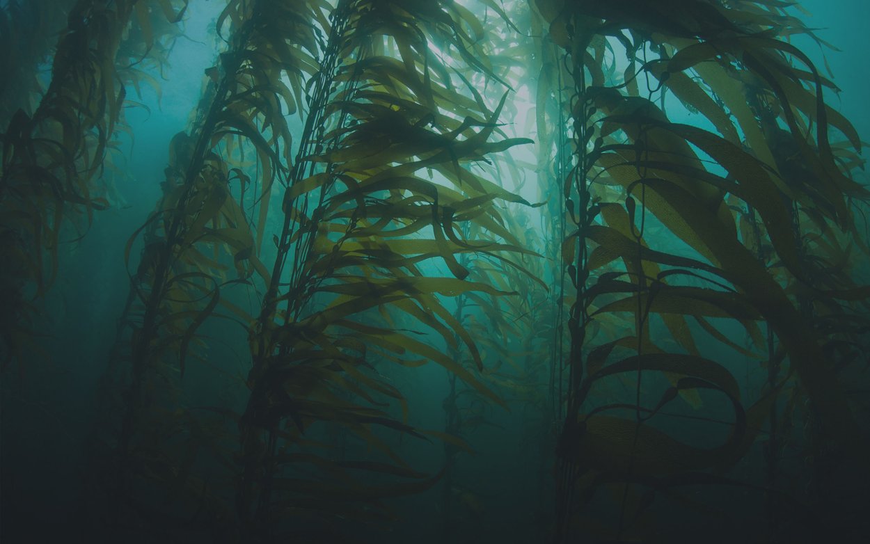 Сабнатика Флора