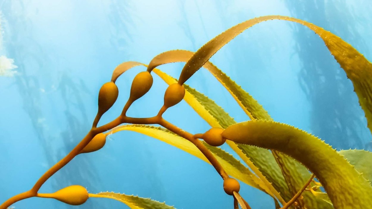 Мох павлиний аквариумное растение