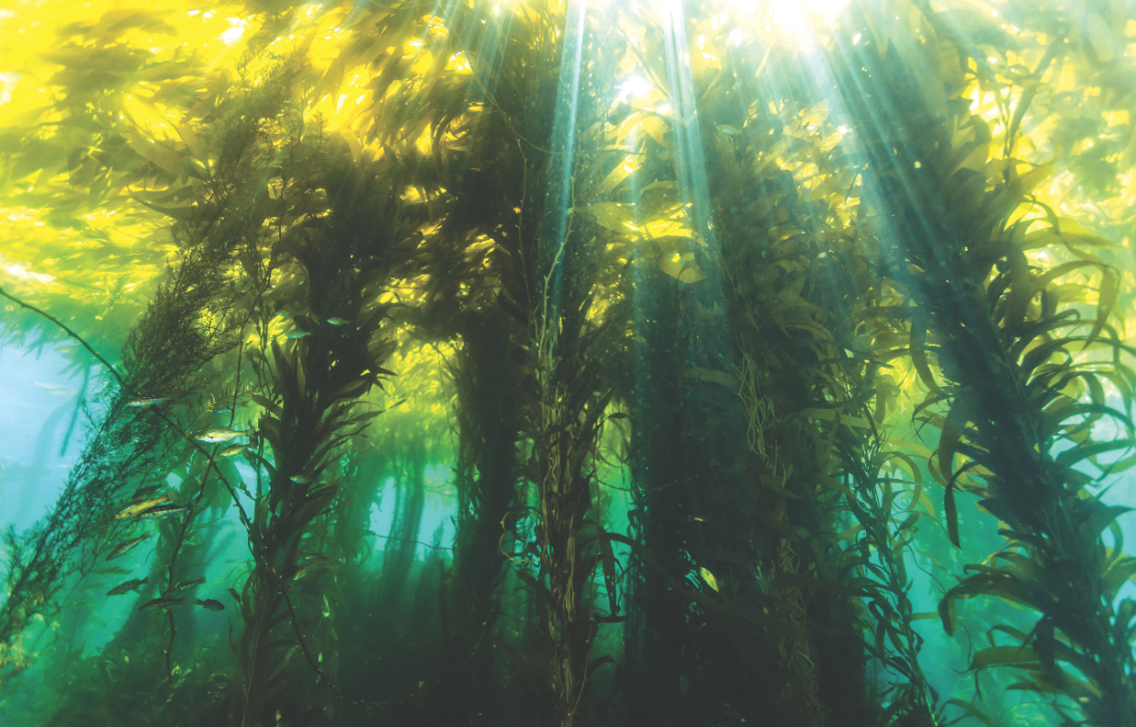 Водоросли Графика