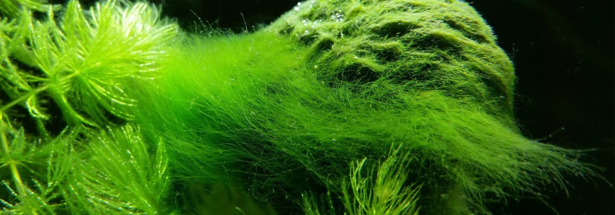 Водоросли келп ламинариевые