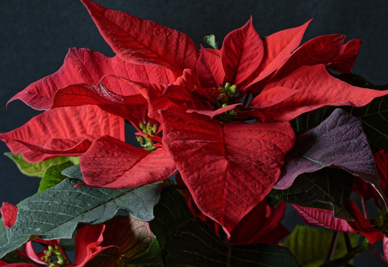 Молочай пуансеттия