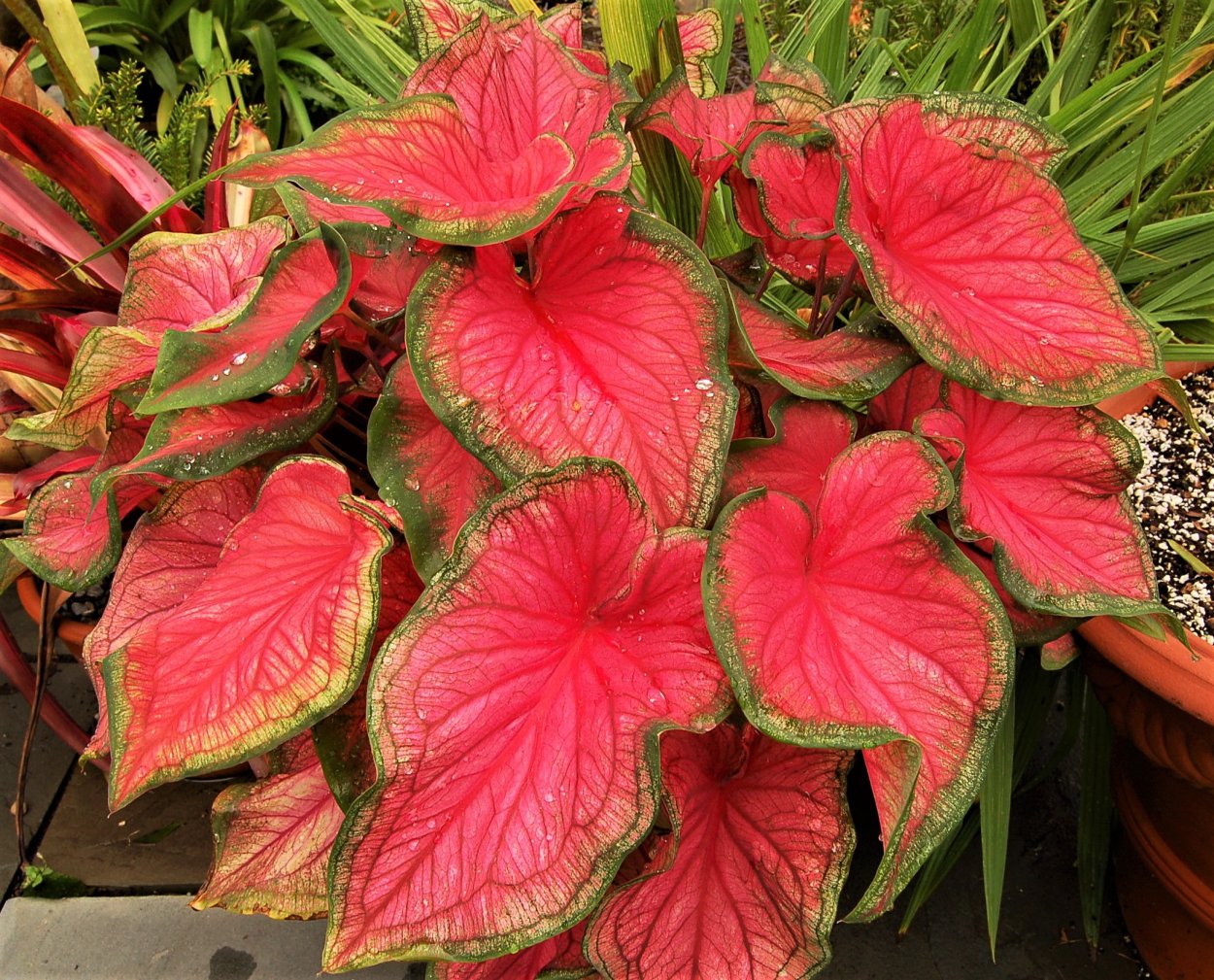 Пуансеттия Euphorbia pulcherrima