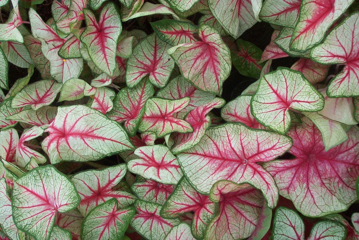 Пуансеттия Euphorbia pulcherrima