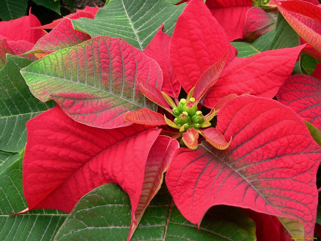 Растение каладиум