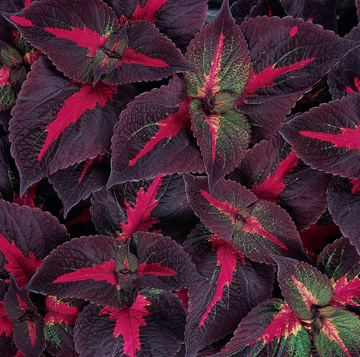 Колеус Элегия