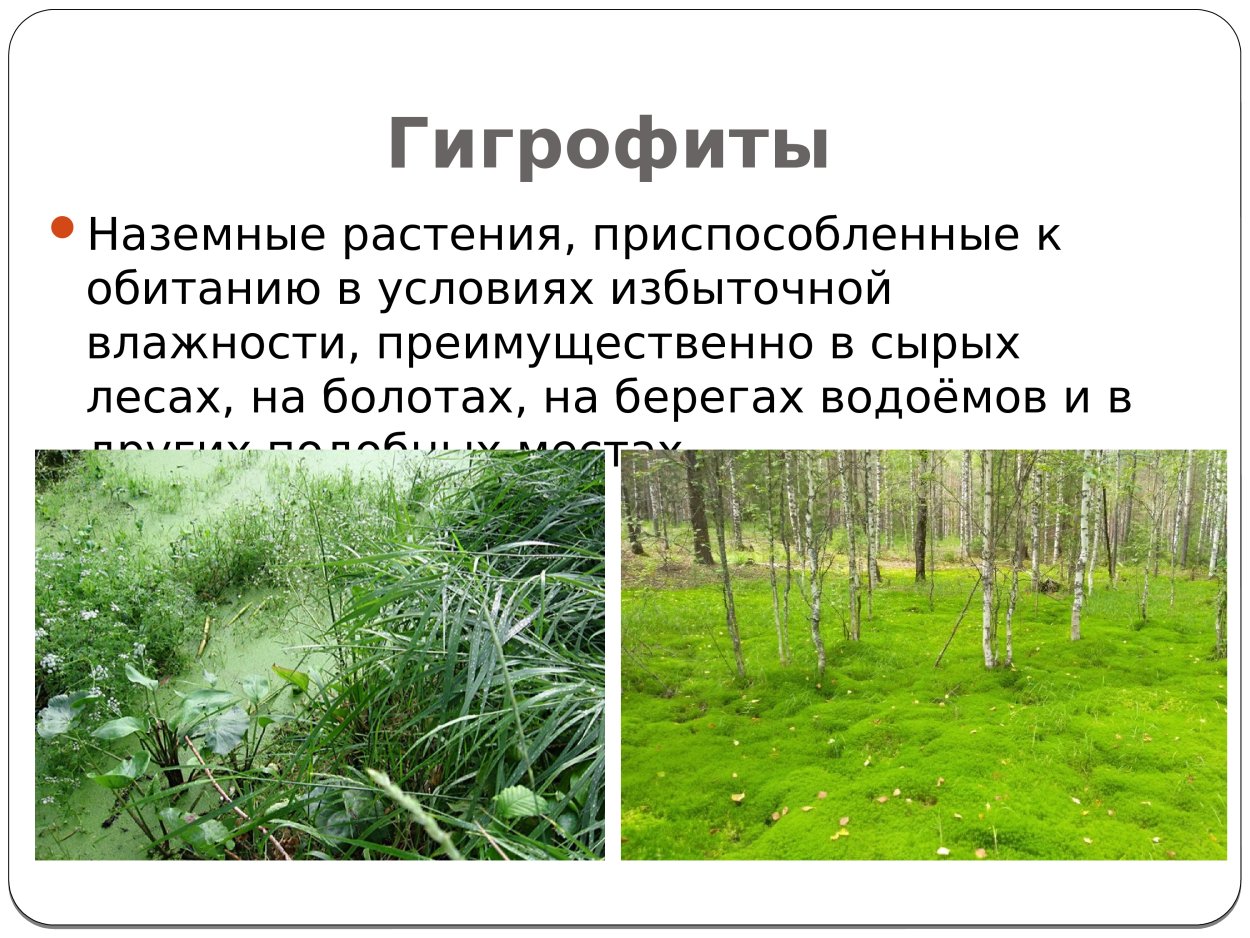 Гигрофиты примеры растений