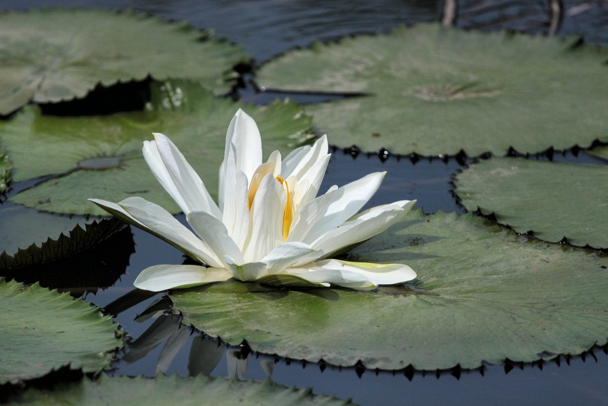 Кувшинка белая среда обитания