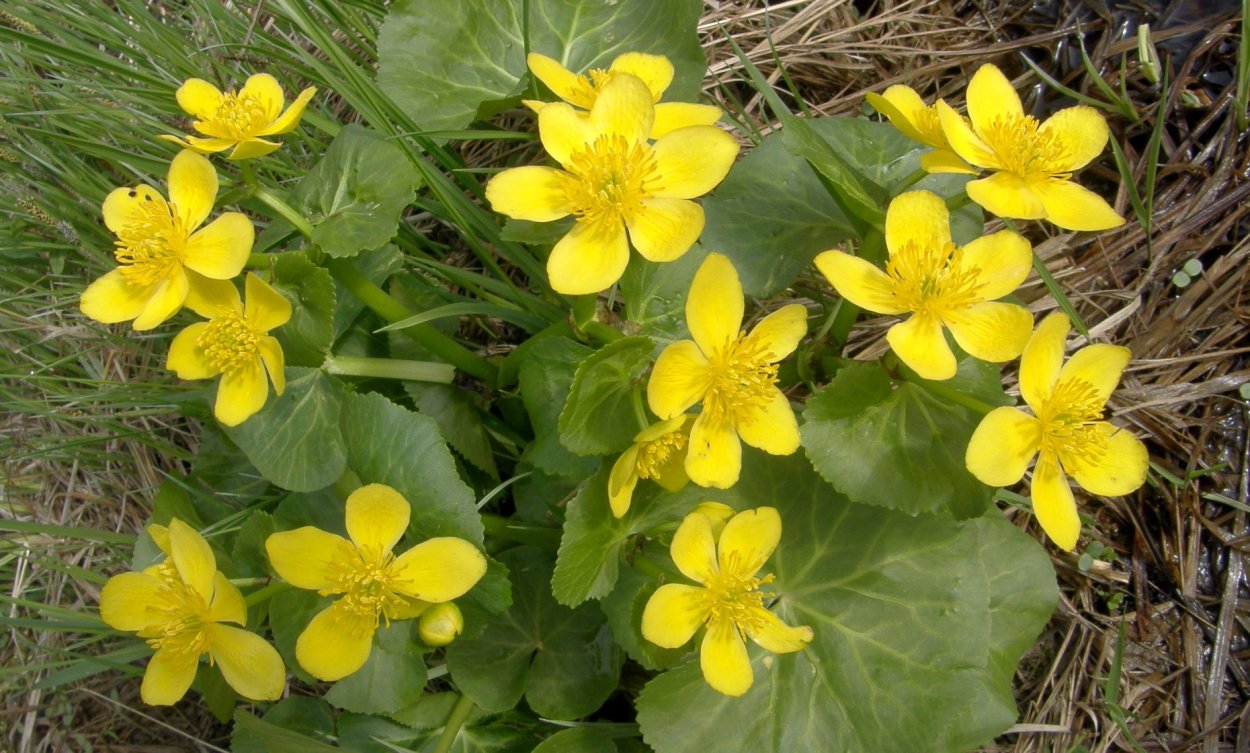 Калужница Болотная препараты