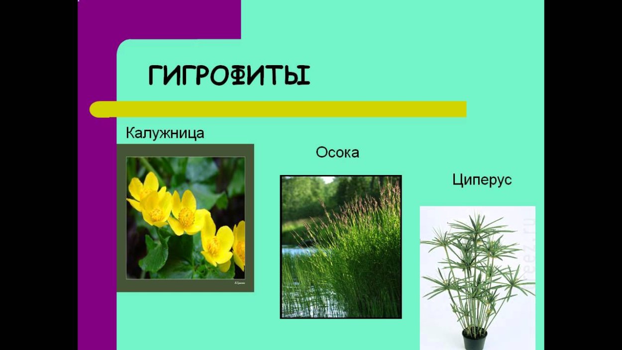 Гигрофиты циперус