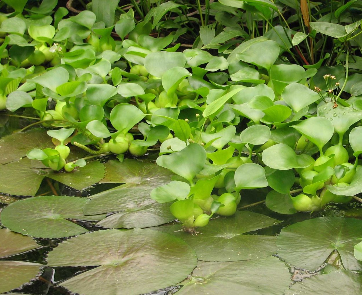 Болотные растения гигрофиты