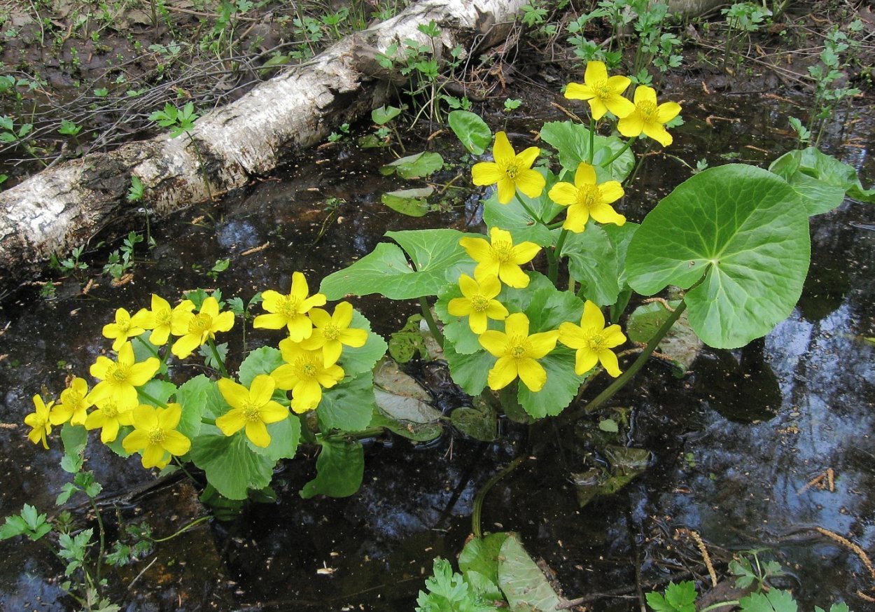 Калужница Болотная гигрофит