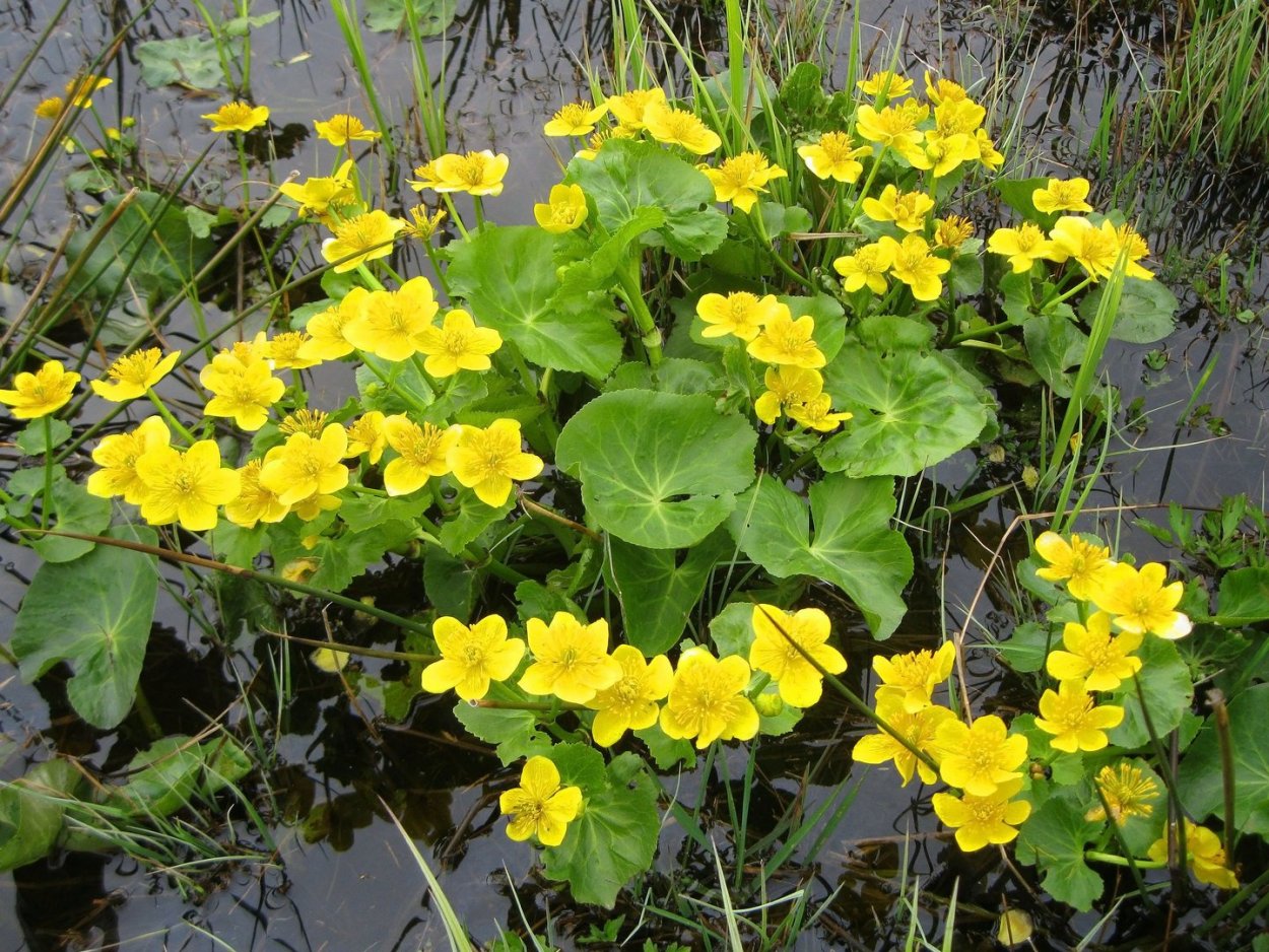 Калужница Болотная