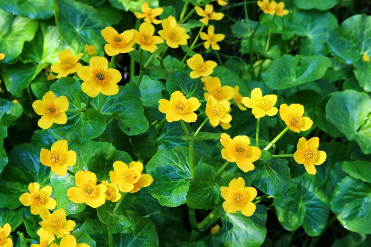 Калужница Болотная