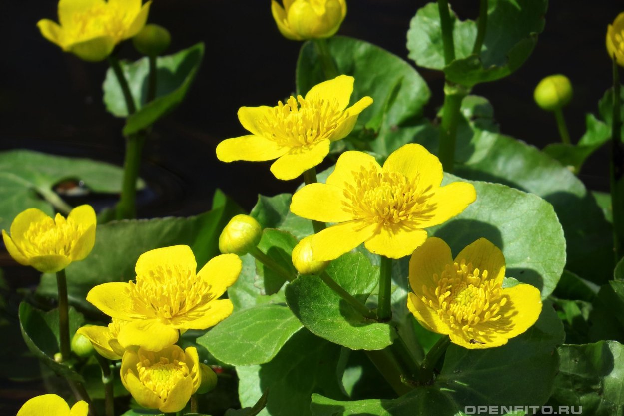 Калужница Болотная