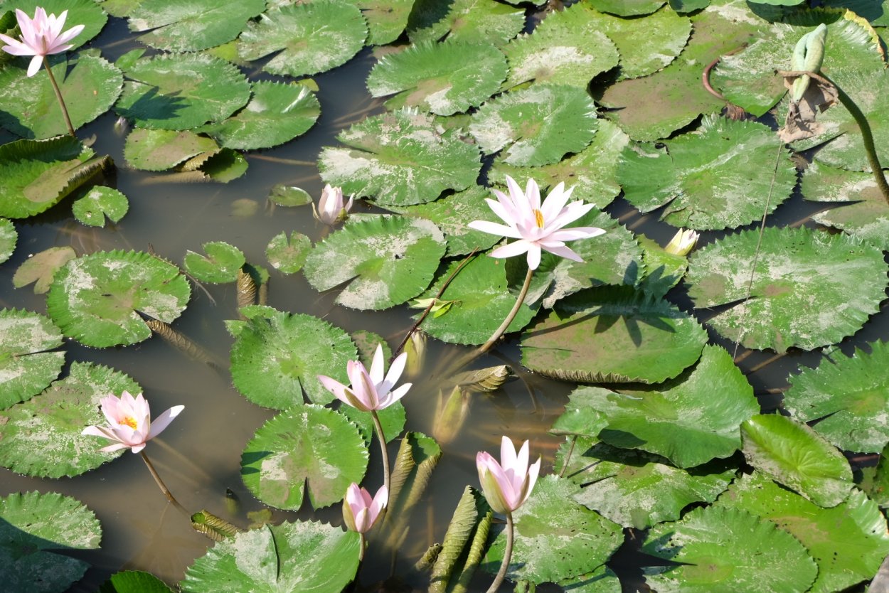 Гидрофиты гигрофиты гидрофиты