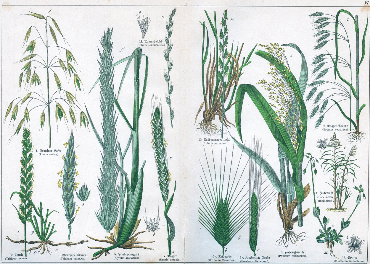 Калужница Болотная