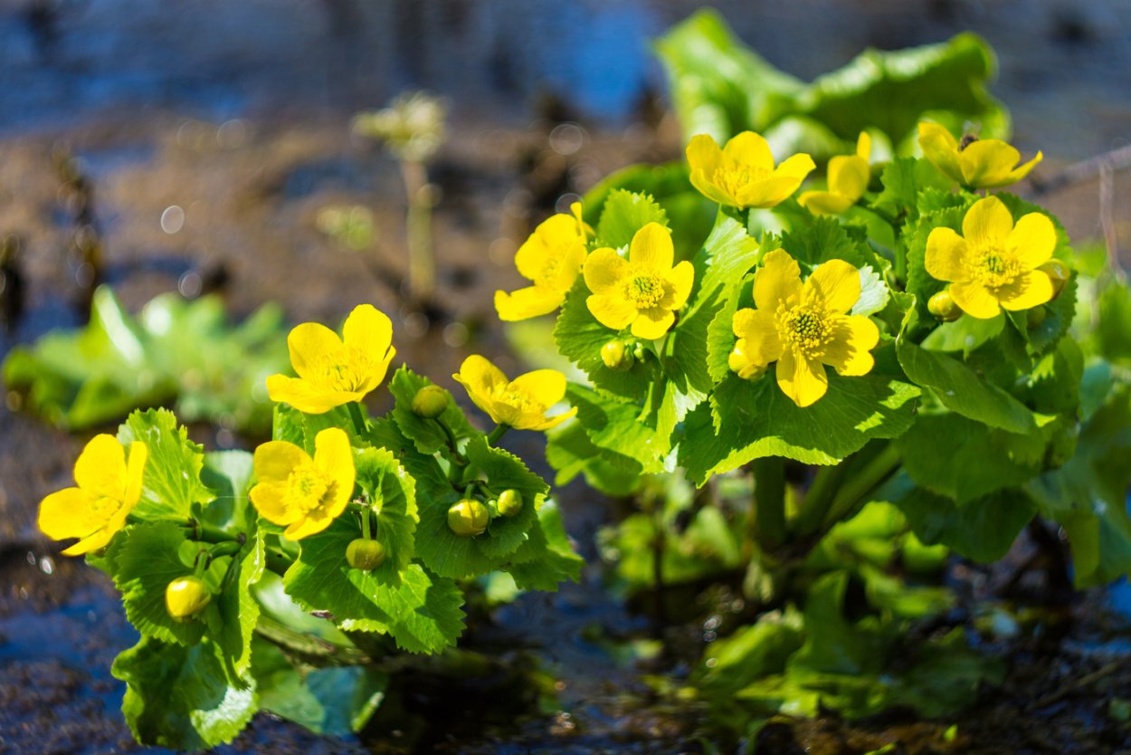 Caltha palustris