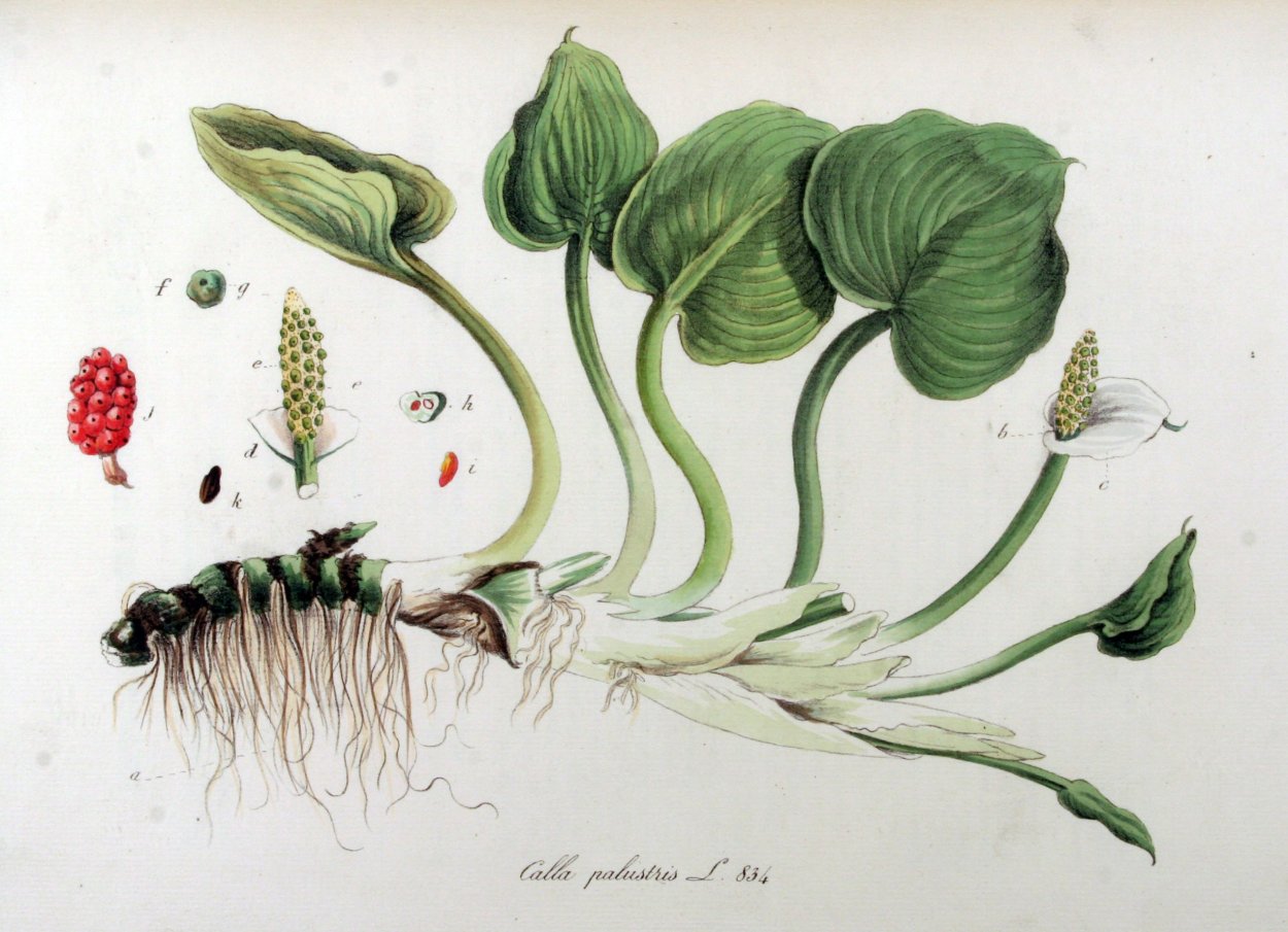 Белокрыльник болотный Calla palustris