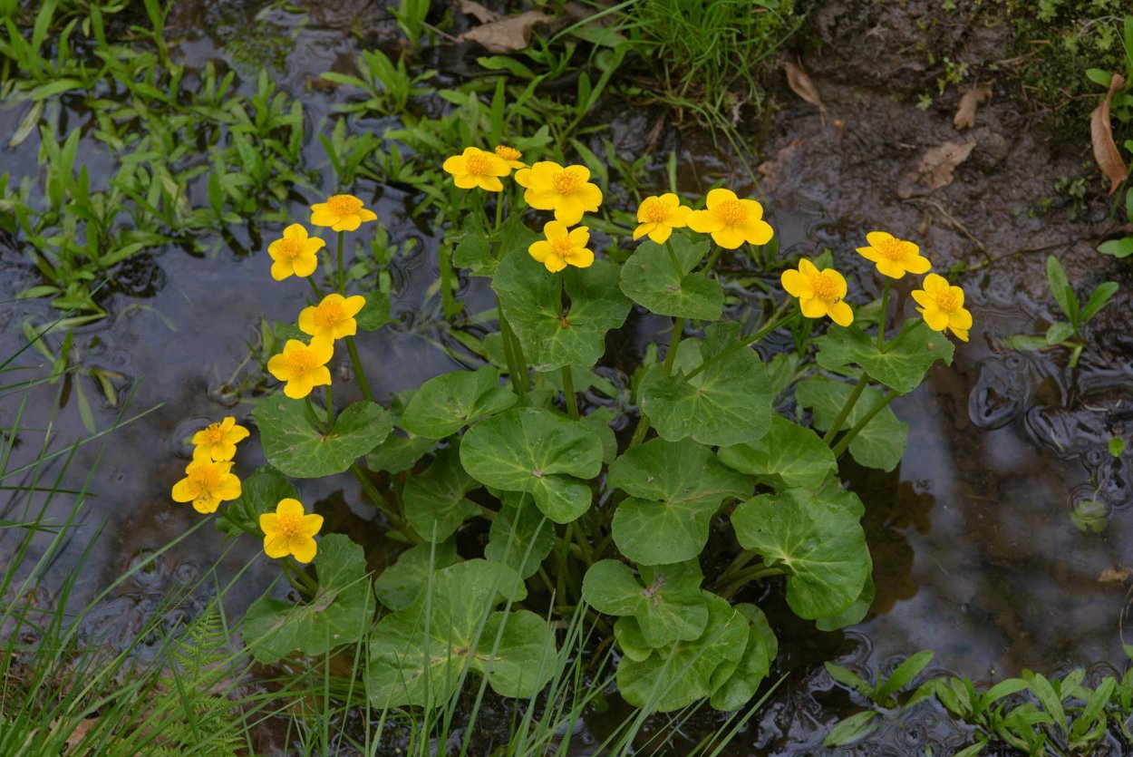 Кувшинка травянистое растение