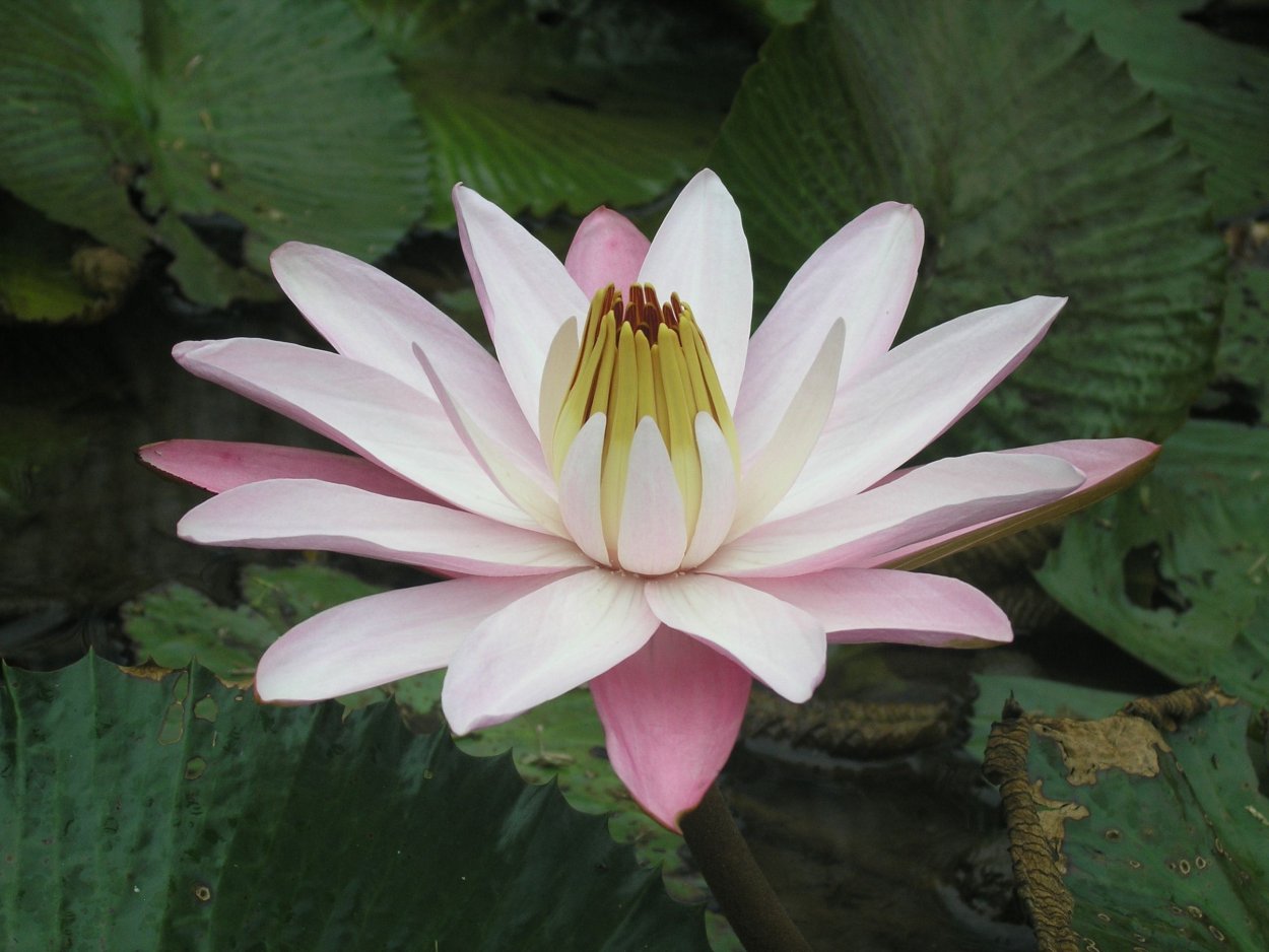 Пойкилогидридные растения