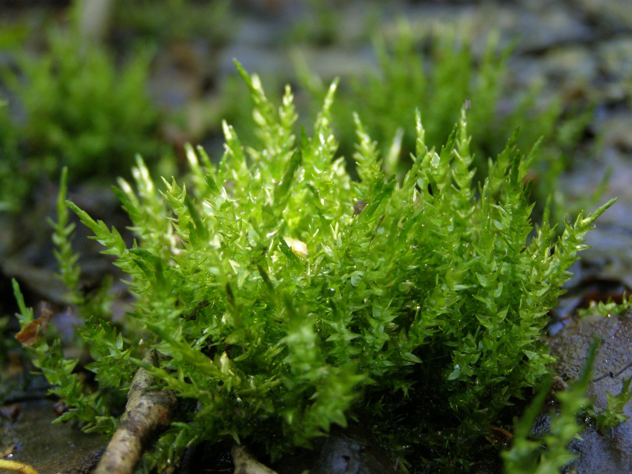 Калужница Болотная