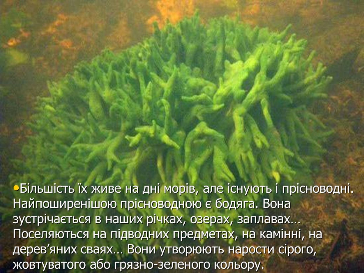 Губка в водоеме