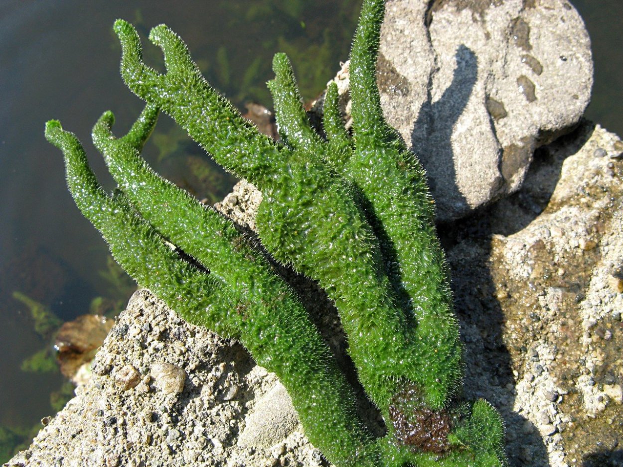 Бадяга губка Речная