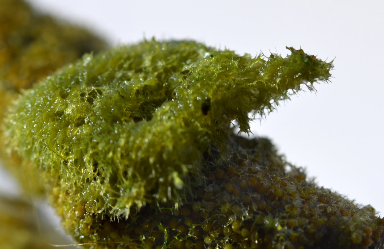 Бадяга (Речная губка) - Spongilla lacustris