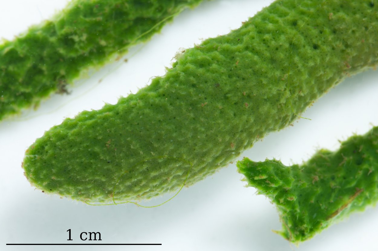 Пресноводная губка 6 букв
